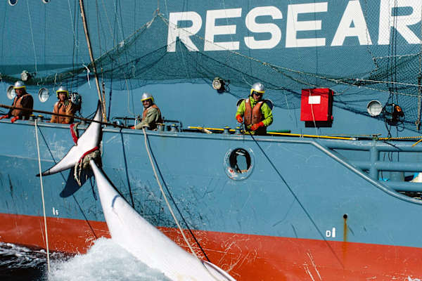 DNA Detectives Track Covert Southern Ocean Whaling
