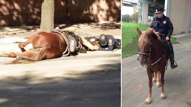 Officer's final moments with fallen police horse captured in ...