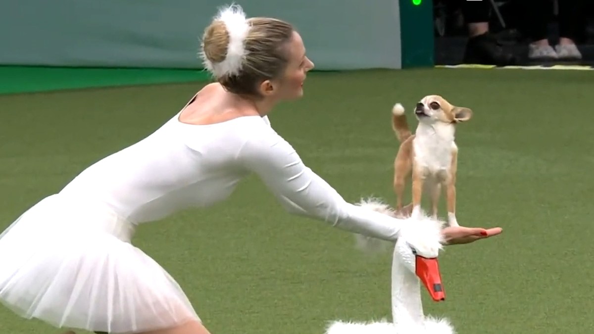 Joya the Chihuahua robbed of Crufts medal after show-stopping Swan