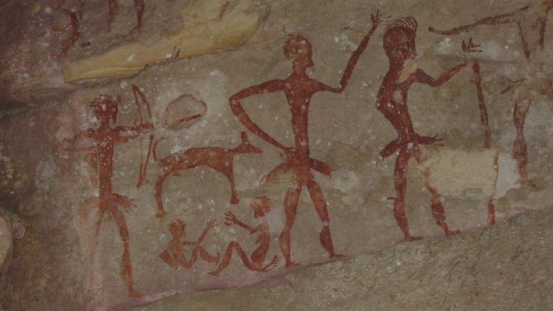 Where did dingoes come from?