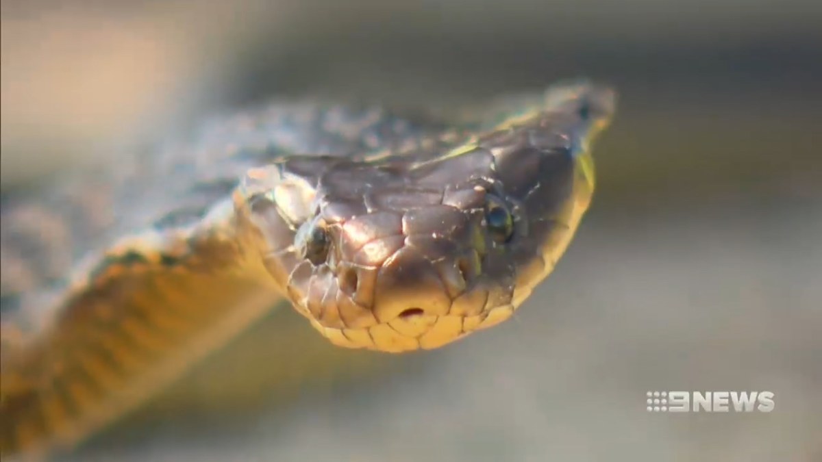 Snake bites on the rise across Western Australia as summer months ...