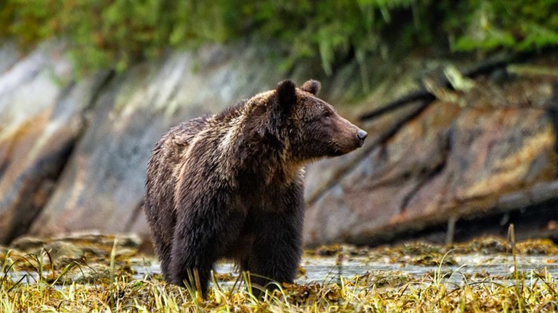 The wondrous surprises of Canada’s Great Bear Rainforest