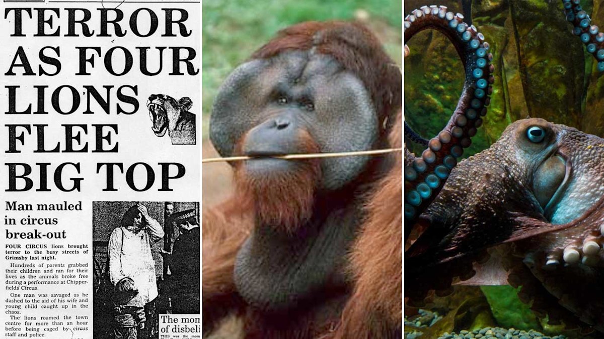 The best animal escape stories | Nine.com.au
