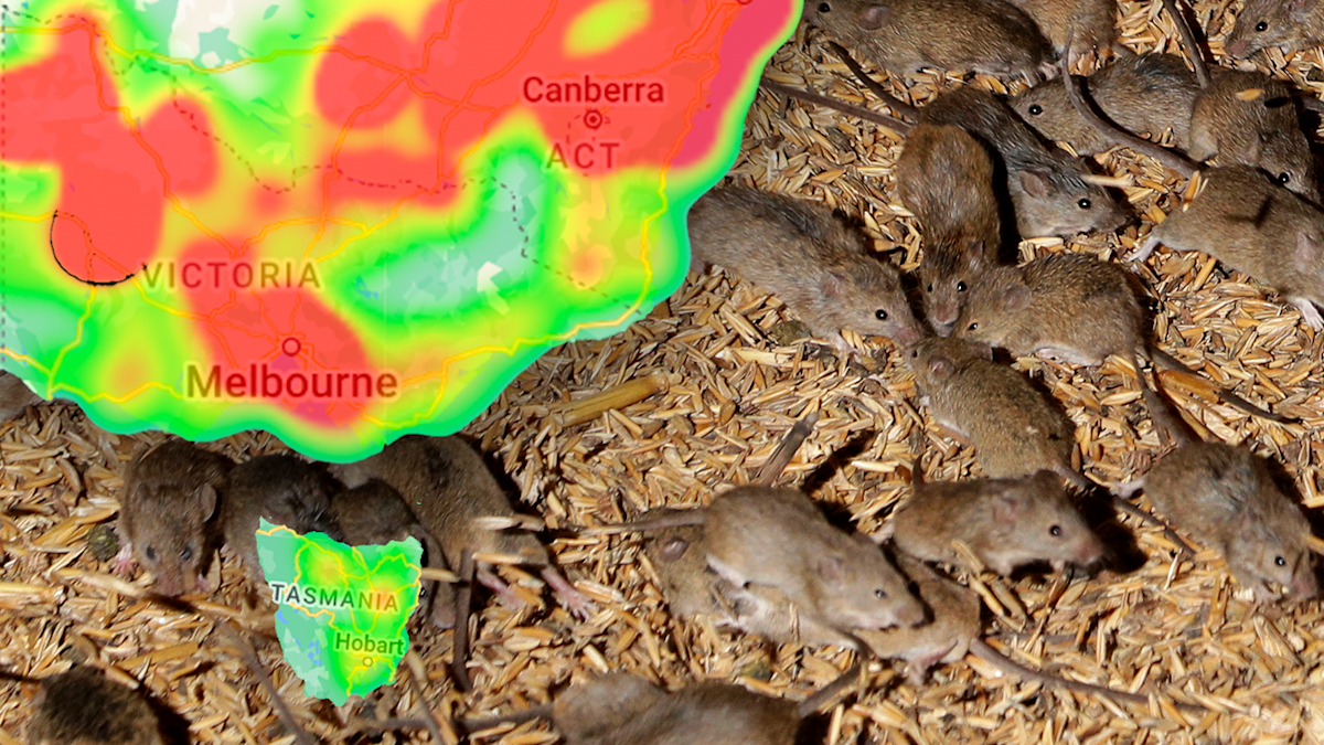 Mouse plague: Mice numbers in several Australian towns prompt concern ...