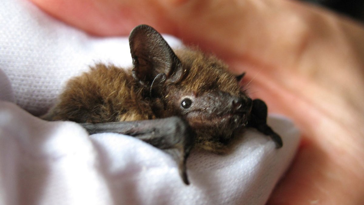 The Museum of English Rural Life found a bat in its book store and ...