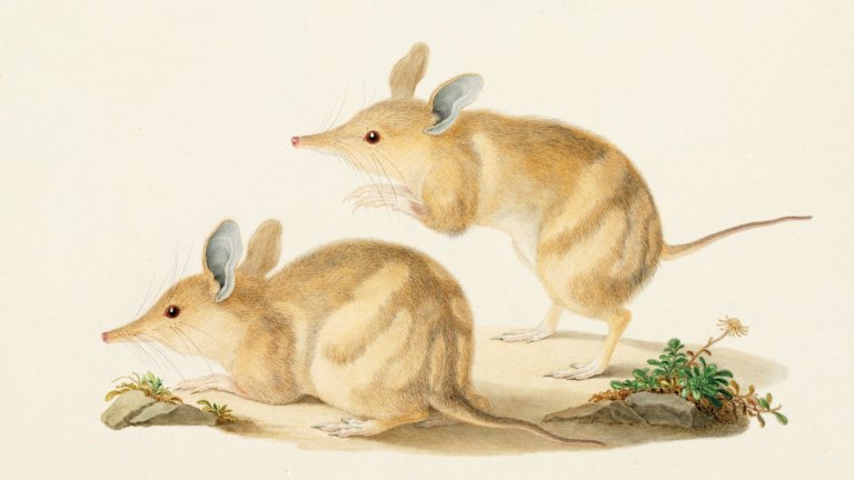 Forgotten Artist Ferdinand Bauer S Natural History Drawings Come