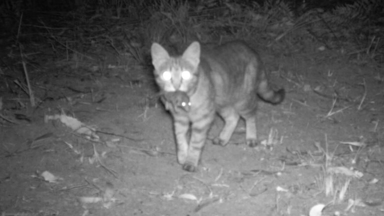 Police And Council Crack Down On Feral Cat Feeders