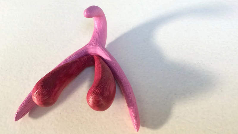 This 3d Printed Clitoris Model Is Set To Transform Sex Ed Classes In France