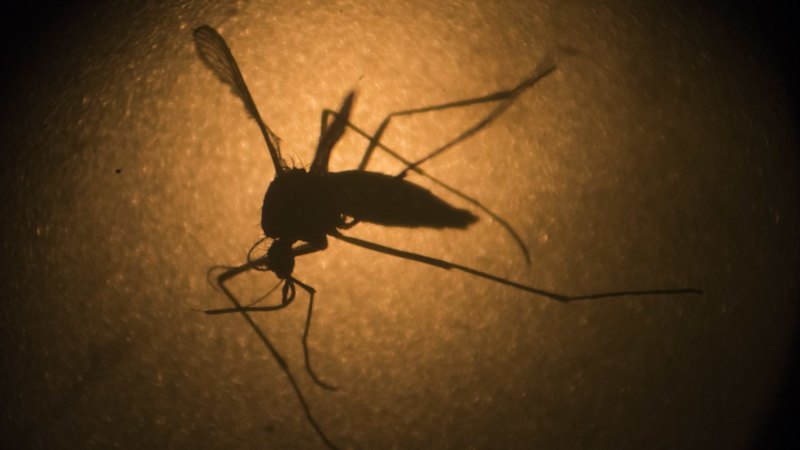 Swatting at mosquitoes may help you avoid bites, even if you miss