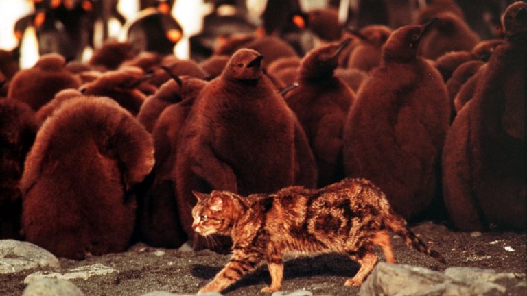 Feral Cats Will Devastate Native Wildlife Unless We Use Scientific