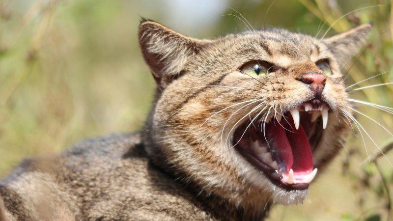 War on feral cats Australia aims to cull 2 million War on feral cats Australia aims to cull 2 million