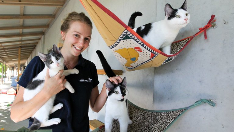 Longer Breeding Seasons More Kittens Are Cats Reacting To