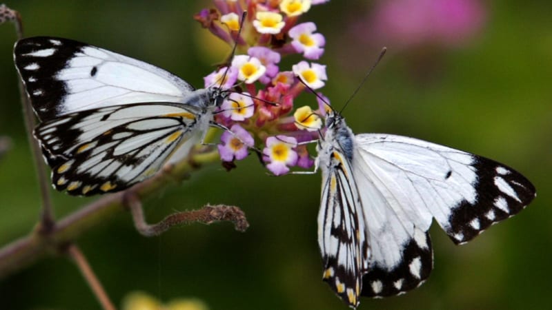 Millions of butterflies flutter through south-east Queensland skies