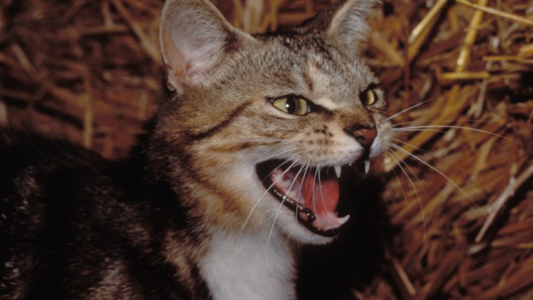 Police And Council Crack Down On Feral Cat Feeders