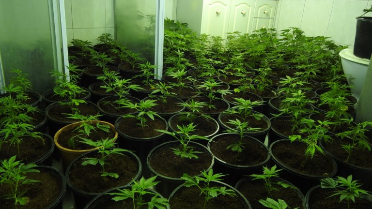 Police Blitz Cannabis Crop Houses Admit Melbourne Is Australia S