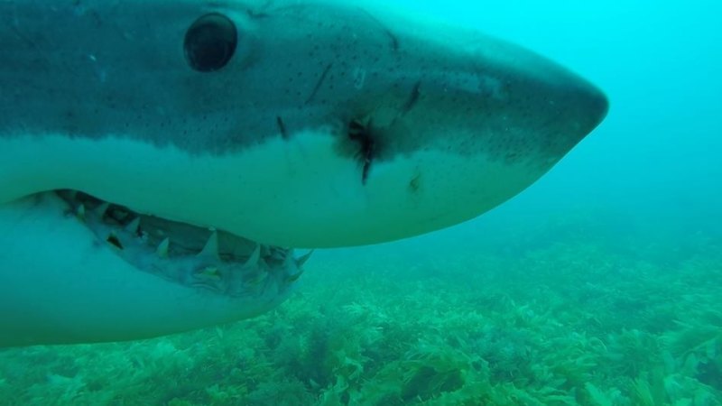 The WA abalone diver capturing close encounters with white sharks