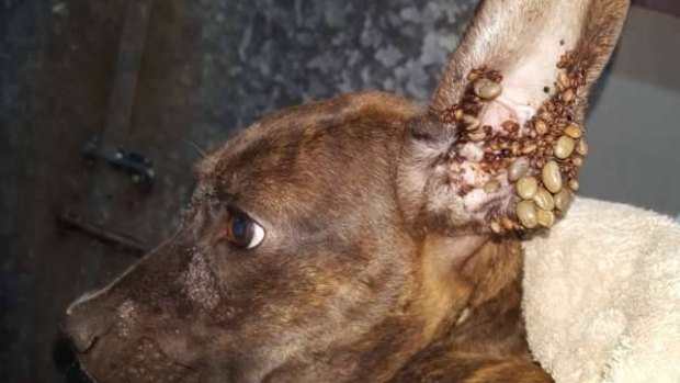 My dog is cheap infested with ticks