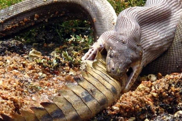 Snake vs crocodile a boon for photographer