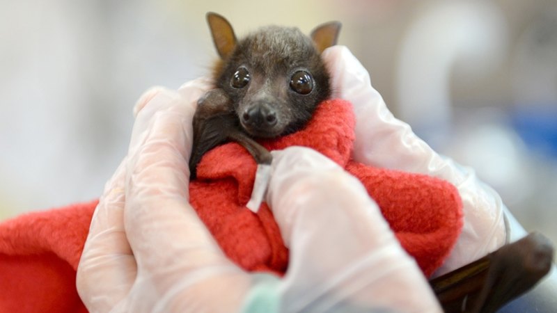 Baby flying outlet fox