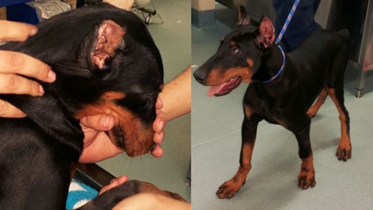 Docked doberman for hotsell sale