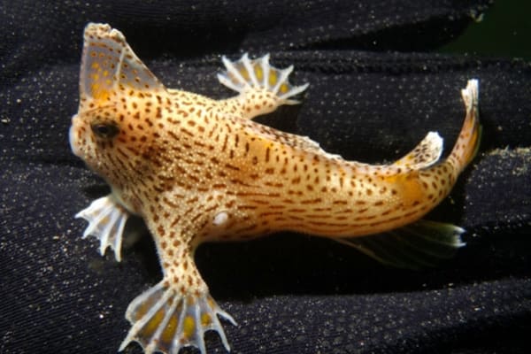Scientists Consider Captive Breeding Program For Enigmatic Little Walking Fish