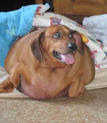Chubby top sausage dog
