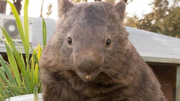 Wallpaper Patrick The Wombat He S 30 And Ready To Hit Tinder Desktop Wallpaper