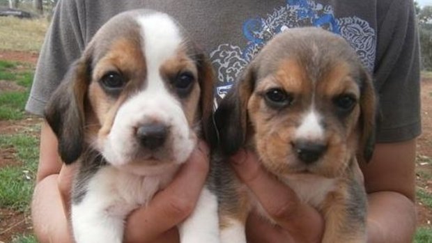 Beagle dog shop near me shop
