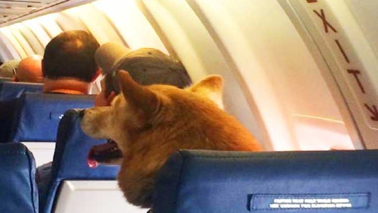 Buying a seat for a dog on 2025 a plane