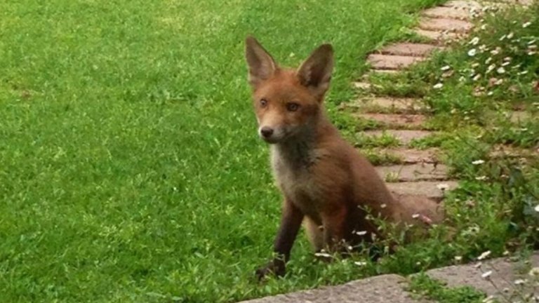 Fox Family At Home In A Melbourne Back Yard