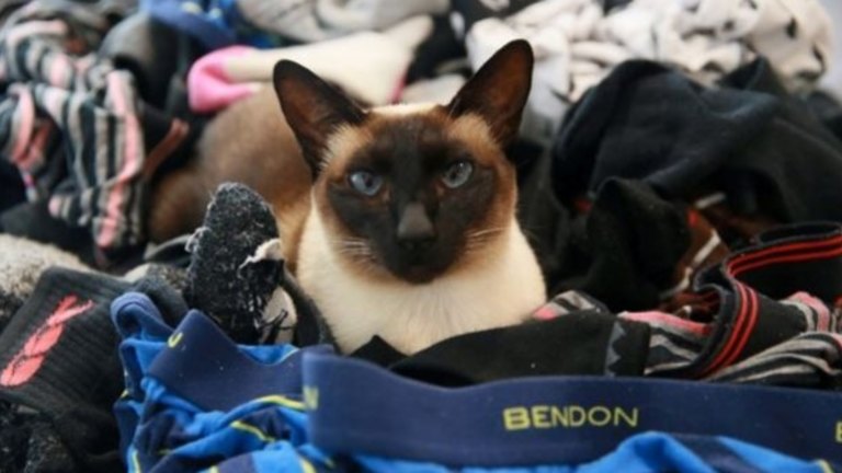 Meet Brigit The Cat Who Likes To Steal Men S Undies
