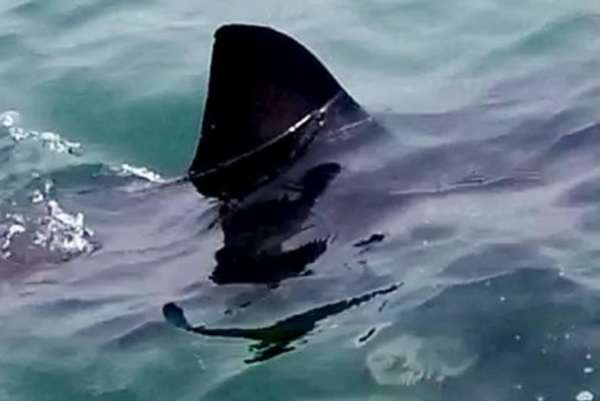 Great white shark filmed swimming in Lake Macquarie