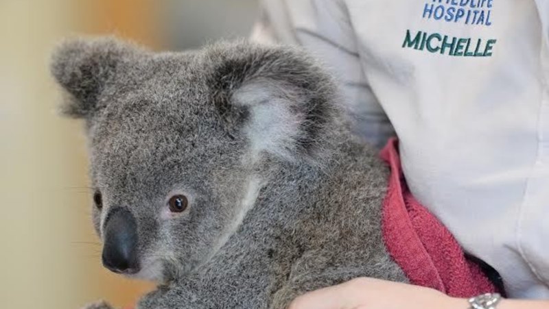 Australia Zoo cleared of animal mistreatment