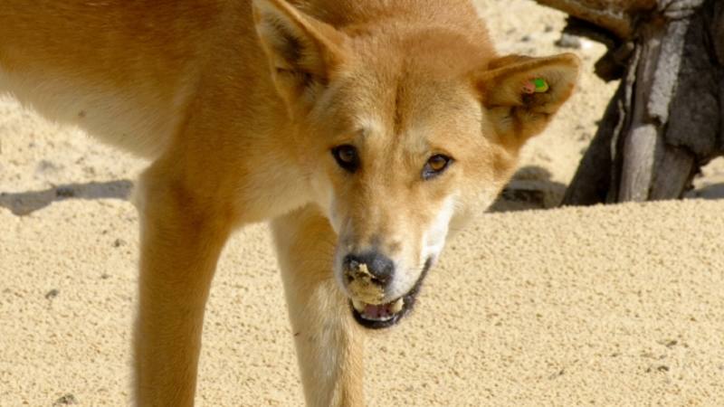 Six dingoes found dead at Fraser Island after poisoning