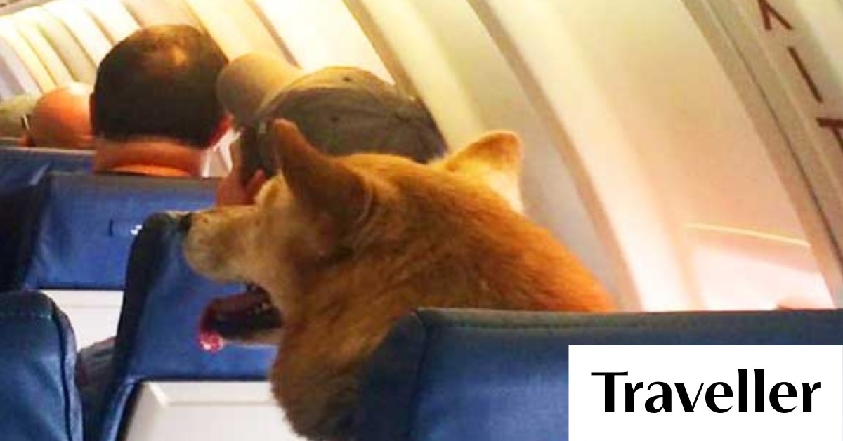 Buy dog deals seat on plane