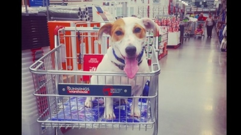 Bunnings dog muzzle shop