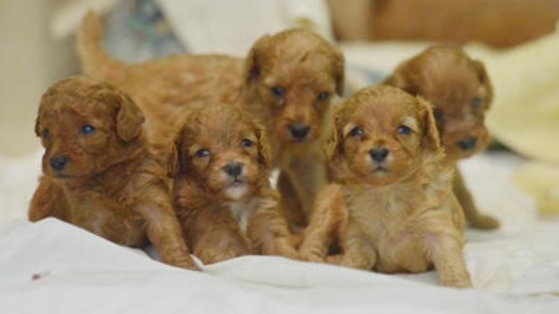 Victorian dog breeders nose out NSW base ahead of puppy farm clampdown