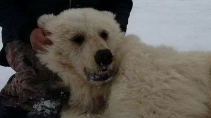Auto Finance Companies >> Grolar or pizzly? Hybrid bear a victim of global warming, says expert Auto Finance Companies >> Grolar or pizzly? Hybrid bear a victim of global warming, says expert
