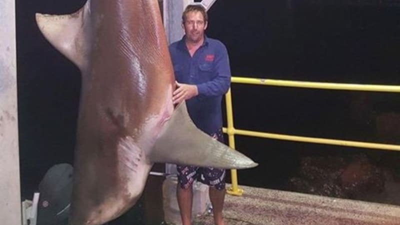 Massive bull shark caught at Lake Macquarie