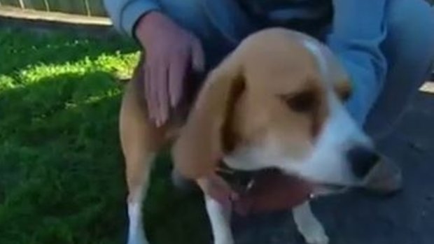Beagle on fire sale
