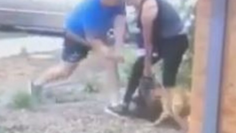 My dog attacked shop a bat