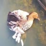 'What's wrong with people?': Ducklings killed at golf club