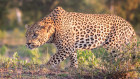 A leopard saunters through the grass on Sabi Sabi Private Game Reserve