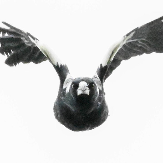 Brisbane’s magpie hotspots Where you are most likely to get swooped