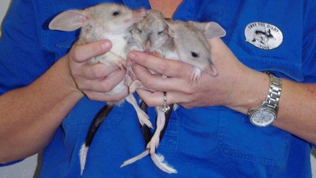 The trio of baby bilbies.