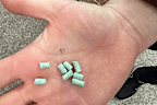 'Poison' spread around Bondi area actually snail bait, council clarifies  