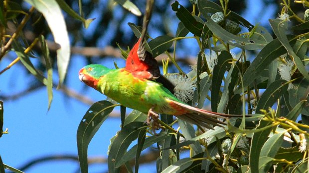 Habitat loss from land clearing under the EPBC Act is a leading cause of native species decline in Australia, including the critically endangered swift parrot
