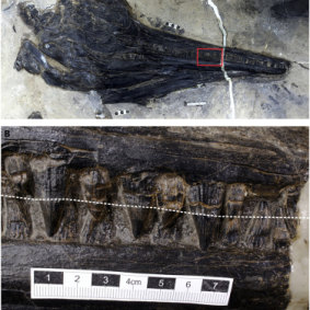 Detail of the Guizhouichthyosaurus' teeth.