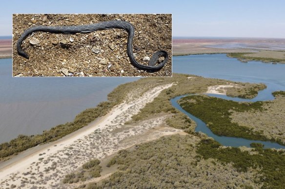 Czeblukov’s true sea snake has been found in Exmouth Gulf, near the Bay of Rest.