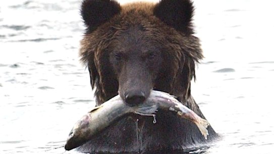 A brown bear catches a salmon in a river on the Shiretoko Peninsula in Hokkaido.